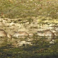 Anas crecca (Eurasische Krickente) Weibchen